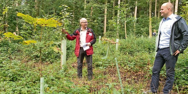 Förster Marcel Gigon (l.) erklärt dem Luzerner Regierungsrat Fabian Peter die Neupflanzungen von Laubbäumen auf einer Parzelle im Chüewald in Beromünster. (Bild Josef Scherer)