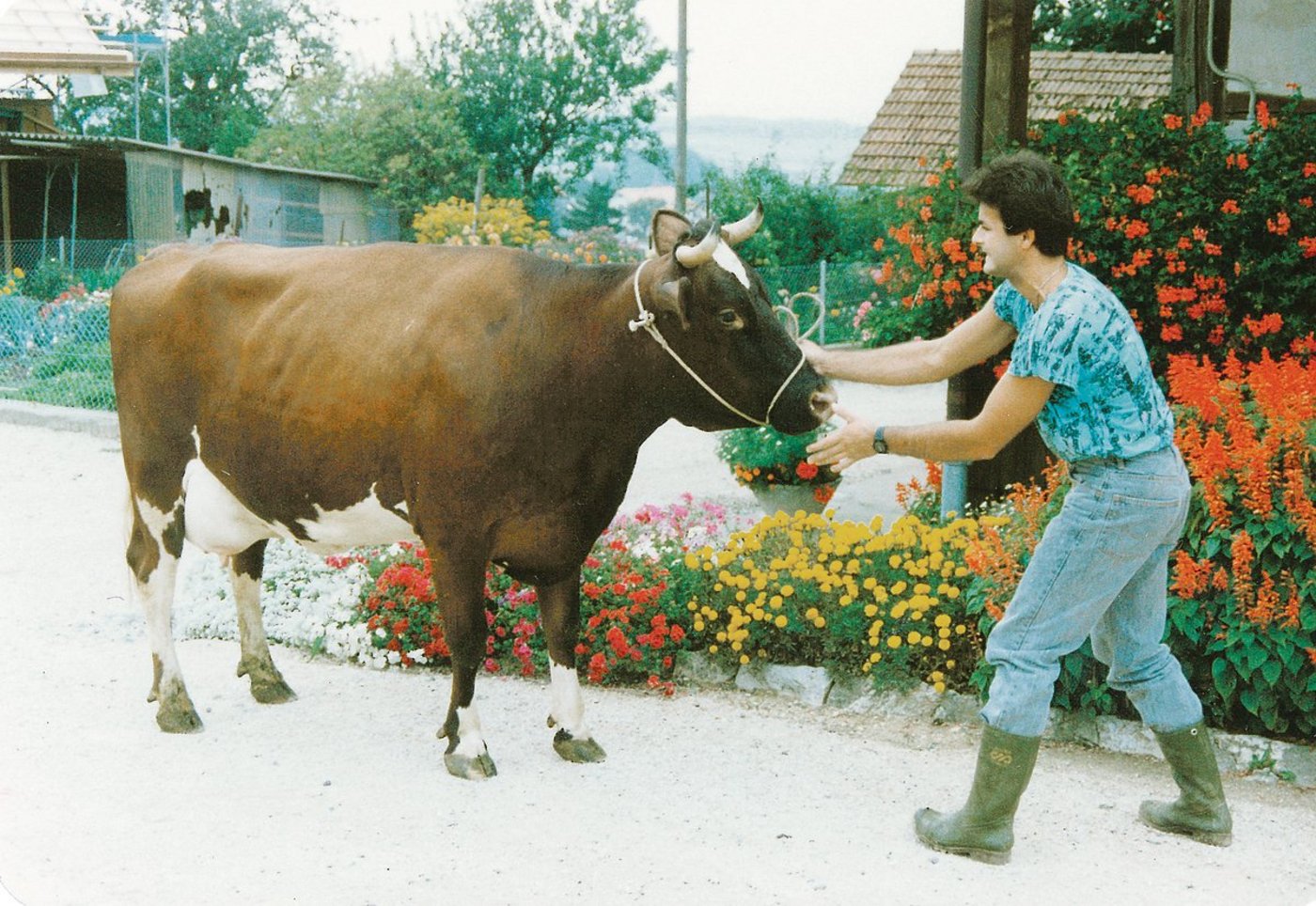 Die schwarzen Haare der Trimbo-Tochter Melissa, an der Hand von Peter Fankhauser, bedeutete 1988 den Herdebuchausschluss. Nach kurzem Aufenthalt im Kanton Freiburg kam sie auf den Berner Betrieb zurück und erhielt schlussendlich  55 45 97.(Bild rf)