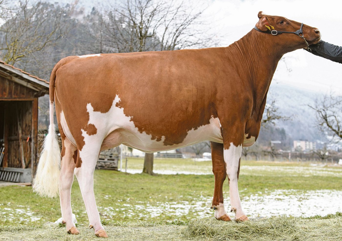 Rubin Madison Little Linda ist eine Tochter vom Stier Madison, dem neuen Nummer eins beim Swiss Fleckvieh.(Bilder KeLeKi)