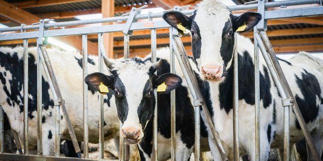 Ein weiterer Mutterkuh-Betrieb musste wegen TBC-Verdacht gesperrt werden. (Symbolbild fotolia)