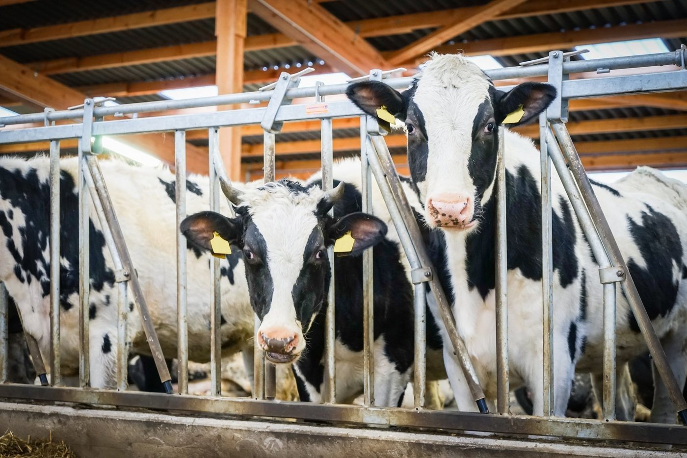 Ein weiterer Mutterkuh-Betrieb musste wegen TBC-Verdacht gesperrt werden. (Symbolbild fotolia)