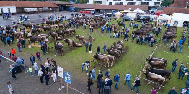 Der Zuger Stierenmarkt ist jeweils ein Publikumsmagnet. (Bild Beat Schiltknecht/Braunvieh Schweiz)