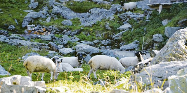 Um die Schafe vor dem Wolf zu schützen, werden oft auch Herdenschutzhunde eingesetzt. Diese garantieren aber keinen 100-prozentigen Schutz.(Bild Peter Fankhauser)