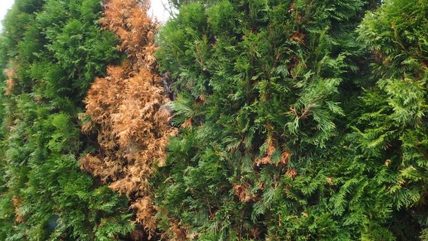 Kranke Thuja: Meist beginnt es mit braunen Stellen. (Bilder Ruth Bossardt)