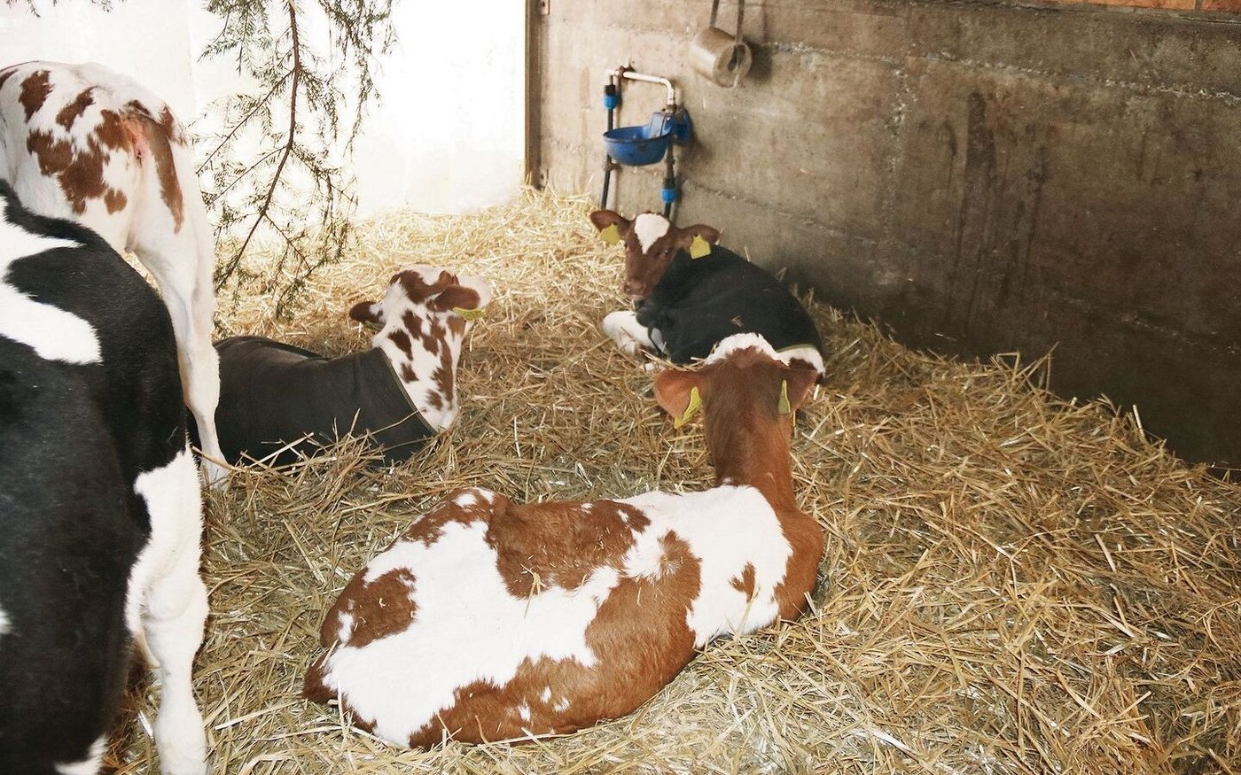 «In der Kinderstube tragen die neugeborenen Kälbchen schwarze Mäntelchen und für die älteren hängt Spielzeug in Form von Tannästen an der Decke.