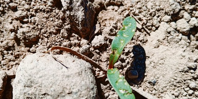 Kleine Schabstellen auf der Blattoberseiten ist ein typisches Schadbild des Rübenerdflohs. (Bild zVg)