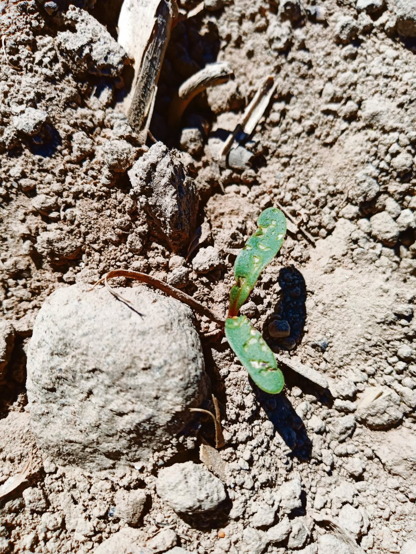 Kleine Schabstellen auf der Blattoberseiten ist ein typisches Schadbild des Rübenerdflohs. (Bild zVg)