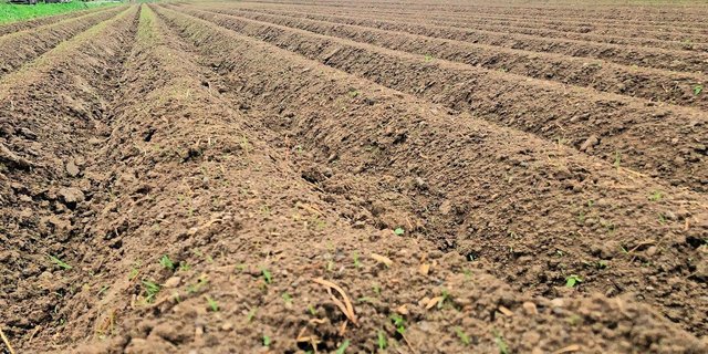 In den Kartoffeldämmen tut sich bei Kälte wenig. Der Boden isoliert die Knollen aber gegen Minusgrade.