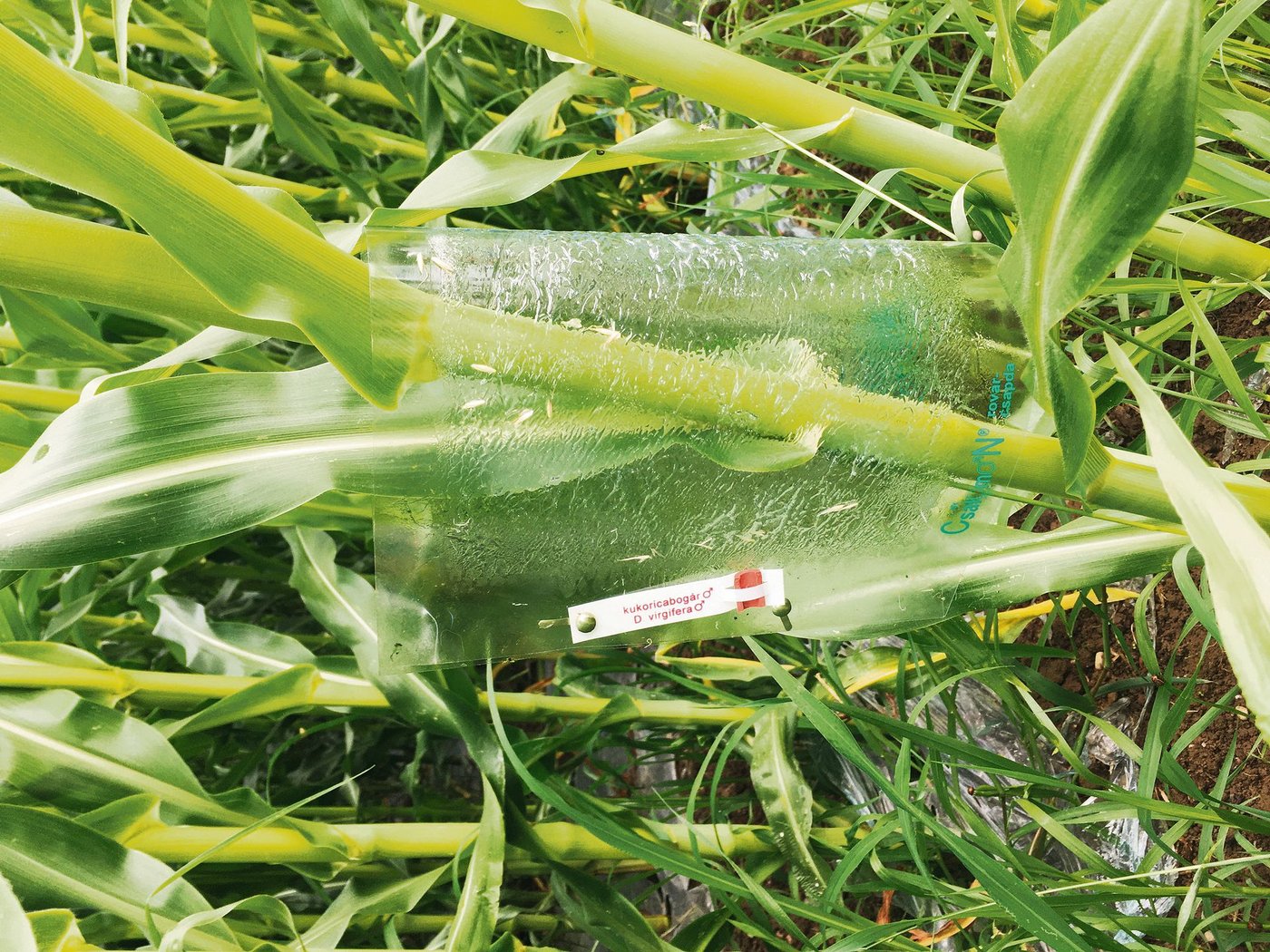 Das Bild zeigt eine Maiswurzelbohrer-Falle. Der Schädling wurde bereits in einigen Kantonen gefangen. (Bild LZ Liebegg)