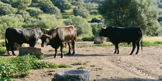 Ruhe und Frieden vor dem grossen Kampf. In Andalusien geniessen Stiere, welche für Stierkämpfe gezüchtet werden, bis zum Auftritt auf der grossen Bühne quasi ein Leben in der Wildnis. (Bilder sha)