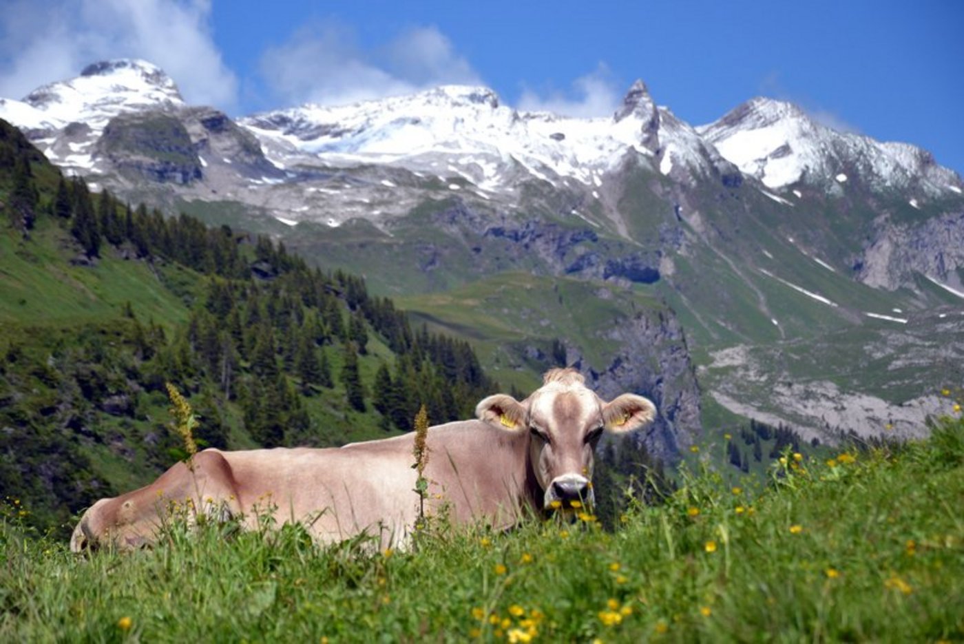 Der Bund will die Bergregionen stärken. (Bild Andrea Gysin)
