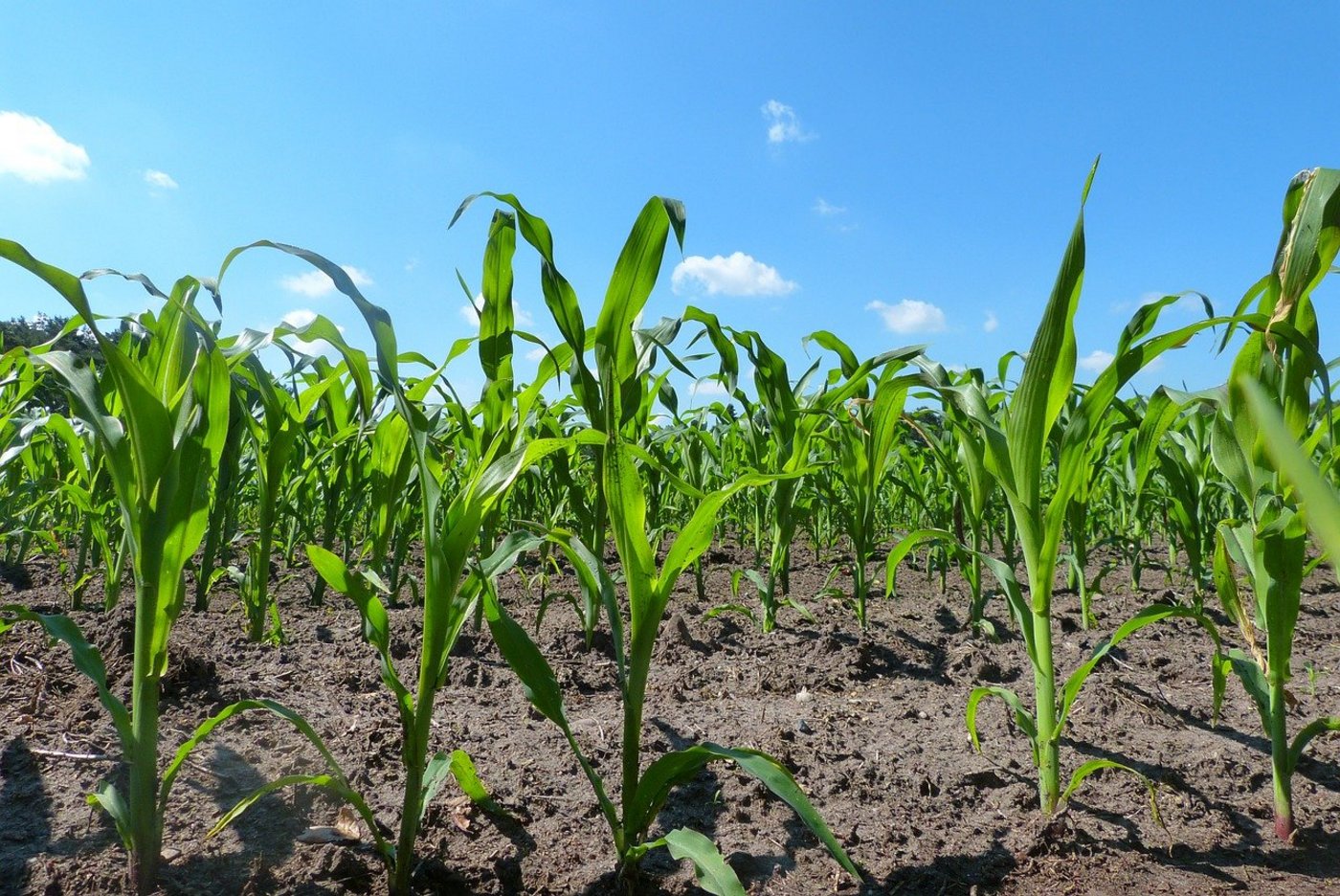 Der Einsatz von Pflanzenschutzmitteln wird zunehmend eingeschränkt,  die Produzenten müssen andere Wege finden, ihre Pflanzen gesund zu halten. (Symbolbild Pixabay)