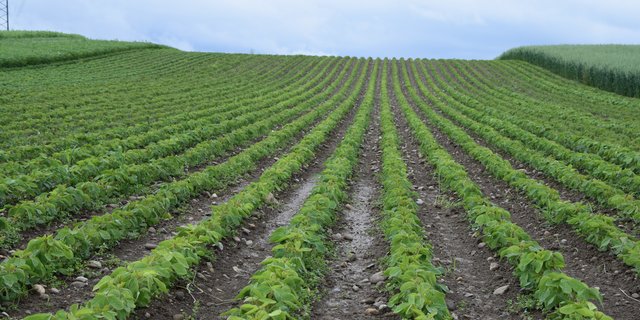 Die Vertragsmenge von Soja konnte auf einen Höchstwert von 7500 t ausgedehnt werden. Erreicht wurde diese mit den angemeldeten 3800 t aber nicht. Produzenten sind weiterhin gesucht. (Bild Katrin Erfurt)