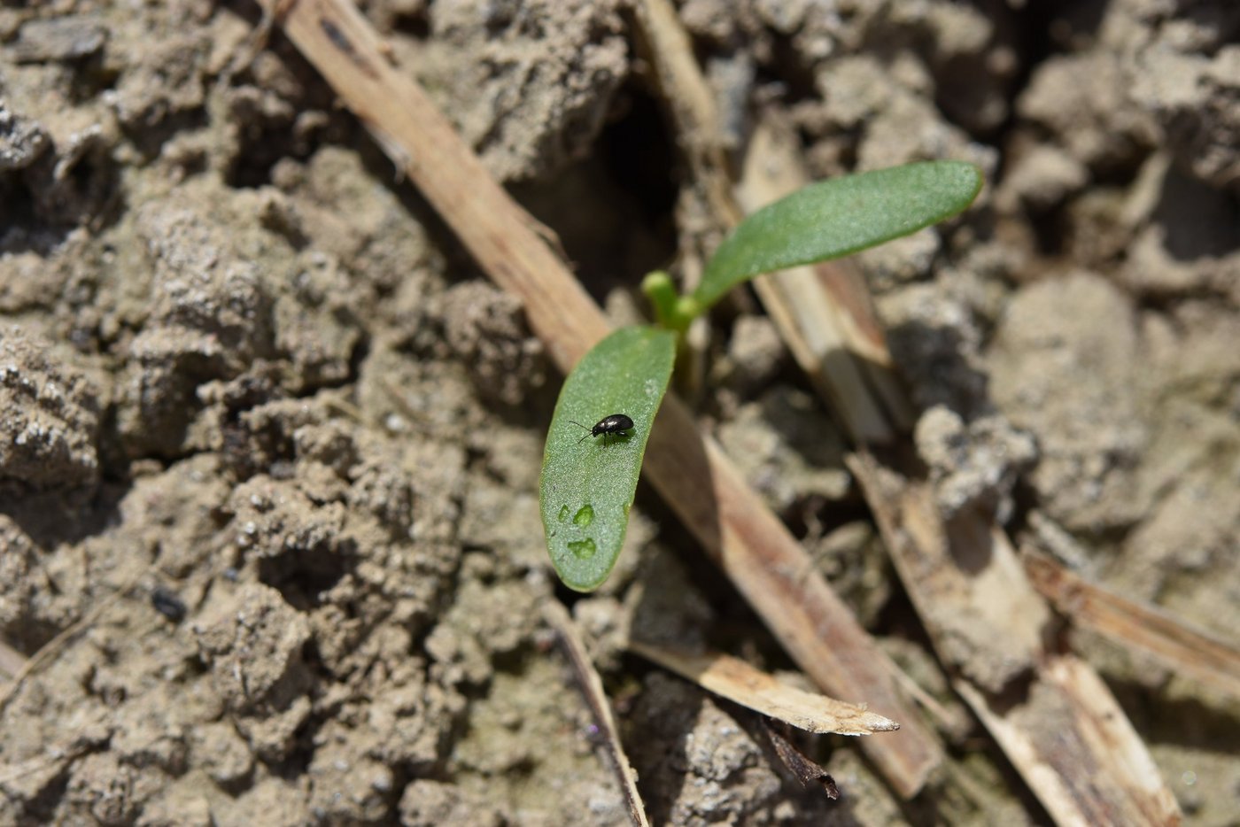 Der Frass des Rübenerdflohs an den Blattoberseiten schadet der noch kleinen Pflanze, besonders wenn sie Stresssituationen wie der aktuellen Trockenheit ausgesetzt ist. (Bild Alexandra Schröder, Fachstelle Pflanzenschutz, Inforama Zollikofen)