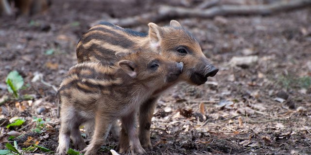 Wildschweine profitieren von wärmeren Wintern, in solchen Jahren überleben mehr Frischlinge. (Bild Pixabay)