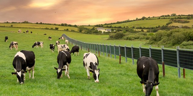 Der Solarzaun (hier auf einer Viehweide in Irland) soll morgens und abends bessere Stromerträge bringen, als herkömmliche Solaranlagen. (Bild Next2Sun)