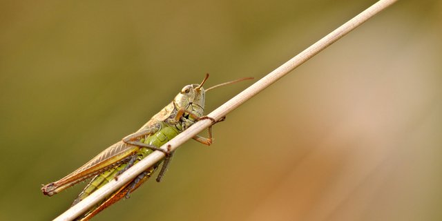 Kenia leidet unter den Wüstenheuschrecken, die von Somalia her kommen. Peter Munya, Sekretär des kenianischen Landwirtschaftskabinetts, sagte gegenüber der Alliance for Science dass sich die Länder, die sich im Krieg befinden, wie Somalia und Jemen, es versäumt haben, ihre üblichen Eindämmungspläne umzusetzen. (Bild lid)
