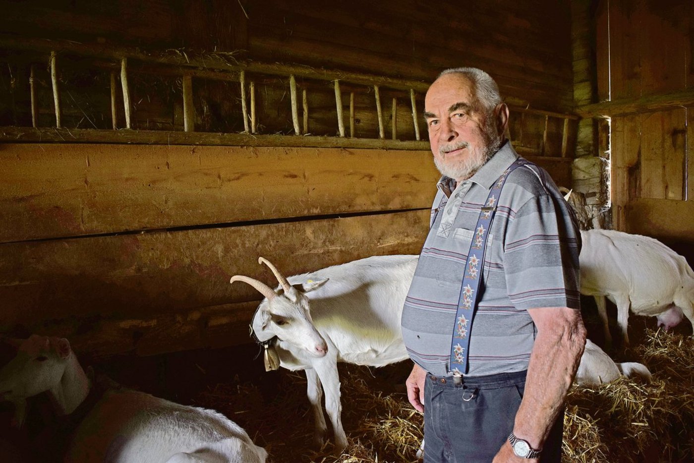 Christian Oesch bei seinen Ziegen: Sie verbringen den Tag  im kühlen Stall. Wegen des Wolf tags zu weiden kommt nicht in Frage, da es zu viele Fliegen und Bremsen hat und die Ziegen dann kaum zum fressen kommen.(Bild Daniela Joder)