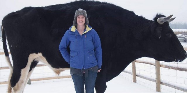Gigant: Stier Dozer. (Bild Kismet Creek Farm/Facebook)