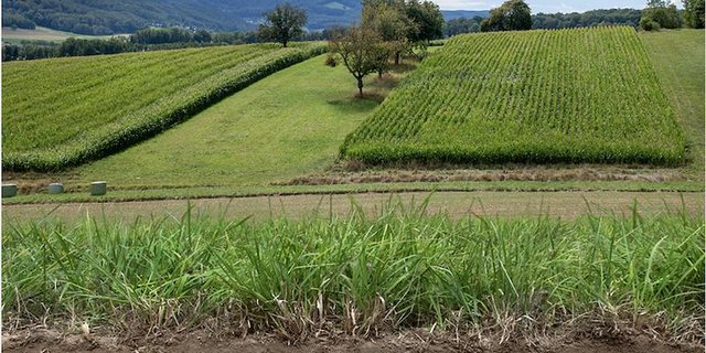 Bei Lössböden ist der Oberboden gut strukturiert...