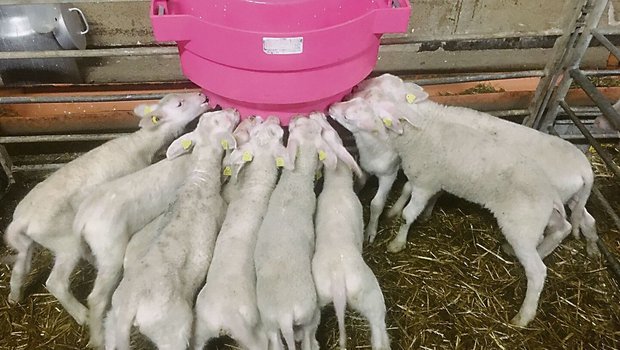 An der Milchbar herrscht reger Andrang. Bis die Lämmer dort selbstständig trinken, braucht es etwas Übung.