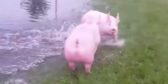 Diese Schweine finden ein erfrischendes Bad super. (Bild Screenshot Facebook)