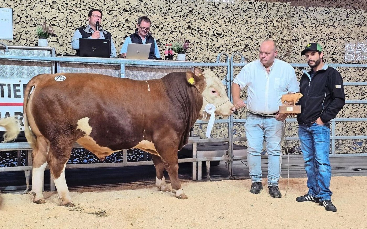 Der Champion der Simmental ist ein Witzwiler: M-Erwin von Witzwil gehört der dort ansässigen JVA und erreichte in der Synthese 94 Punkte.