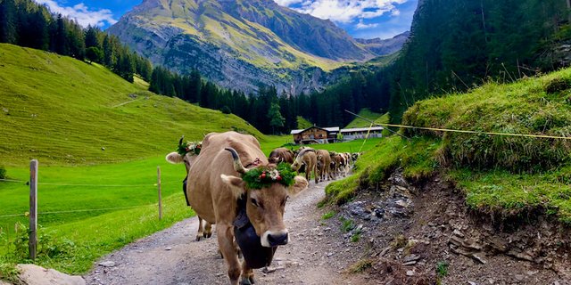 Stolz marschiert Janin mit ihrem hübschen Blumenschmuck ins Tal. (Bild jba)