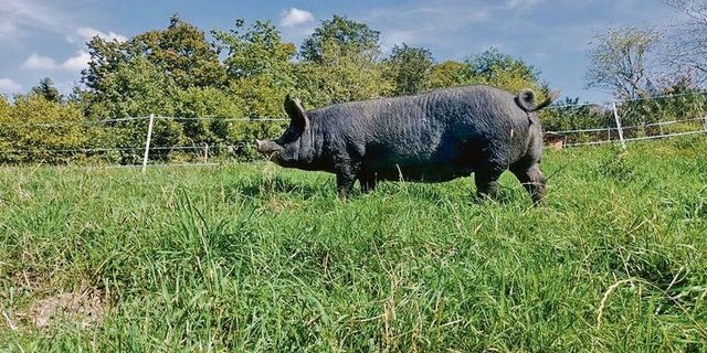 Berkshire-Schweine eignen sich ganzjährig für die Freilandhaltung und trotzen auch widrigen Wetterbedingungen.
