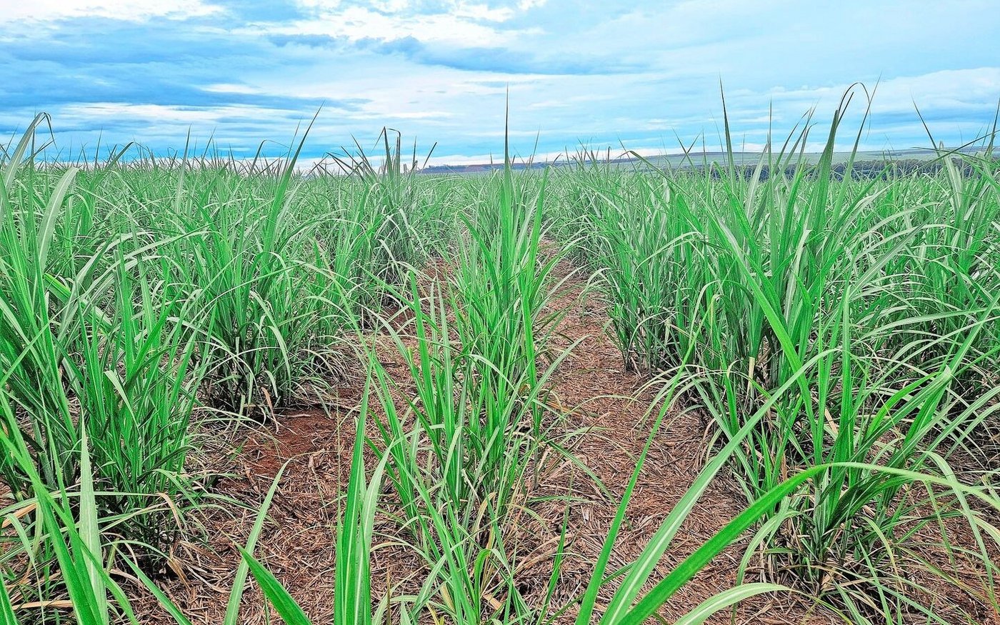 Zuckerrohr ist eine mehrjährige Kultur mit messerscharfen Blättern, zwischen denen sich Schlangen und Skorpione verstecken.