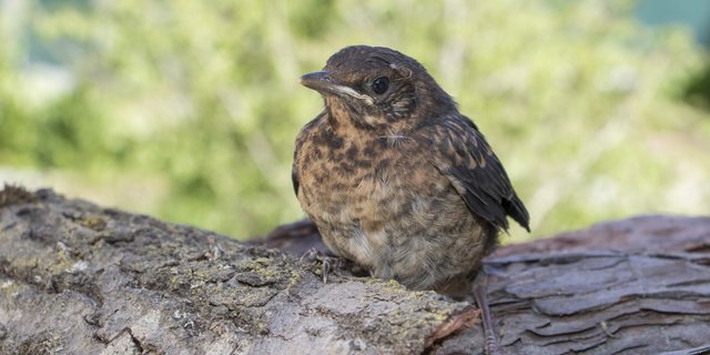 Amseln (im Bild ein Jungvogel) und Haussperlinge zählten 2020 zu den am häufigsten betreuten Vogelarten. (Bild Vogelwarte)