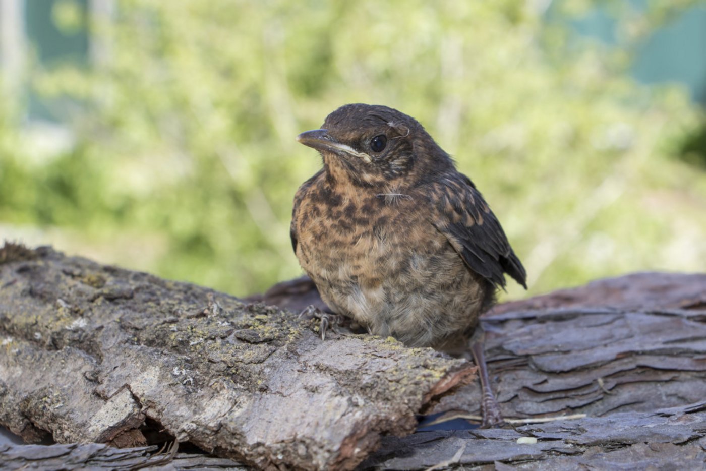 Amseln (im Bild ein Jungvogel) und Haussperlinge zählten 2020 zu den am häufigsten betreuten Vogelarten. (Bild Vogelwarte)