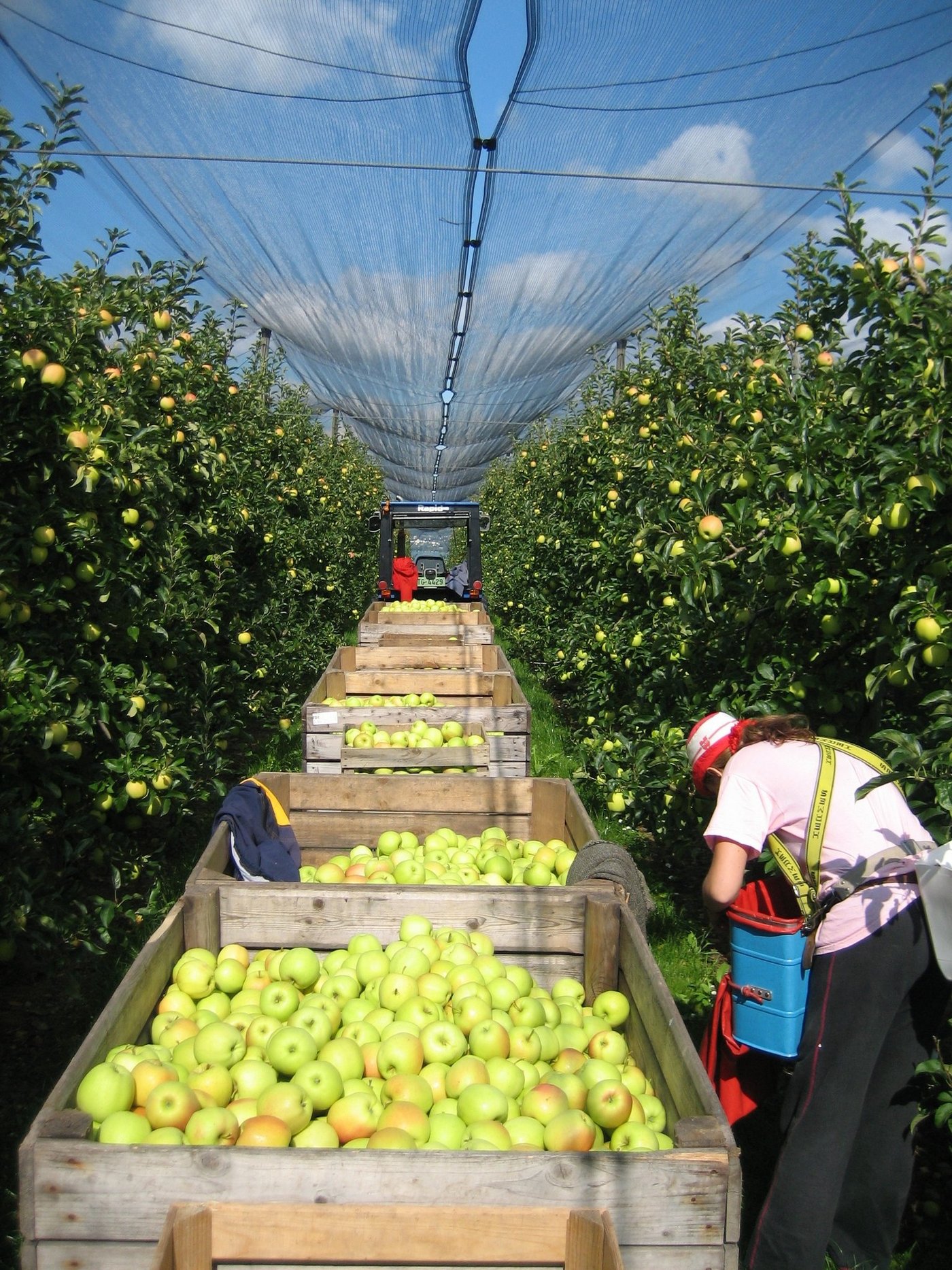 Aus dem Feldobstanbau werden 54'000 Tonnen Mostäpfel und 7'200 Tonnen Mostbirnen erwartet. (Bild zVg)