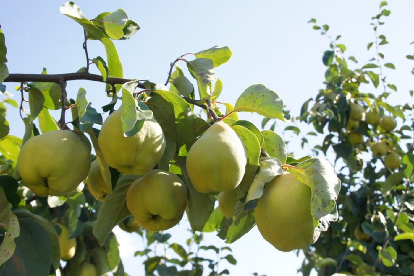 Quitten schmecken roh überhaupt nicht, dafür sind sie verarbeitet umso köstlicher. (lid)