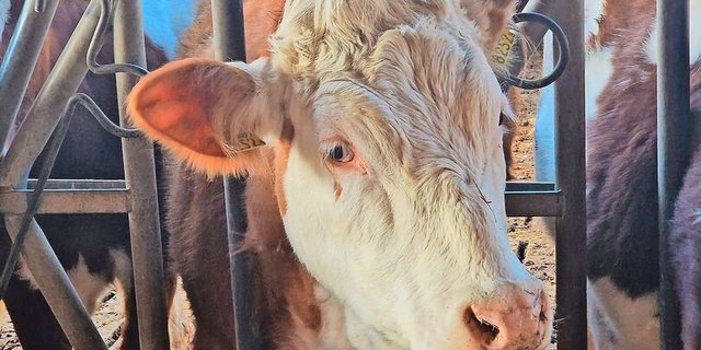 Die Schweiz soll gesunde Tiere züchten, die aus Raufutter effizient Milch oder Fleisch produzieren, um die Umweltbelastung zu minimieren.