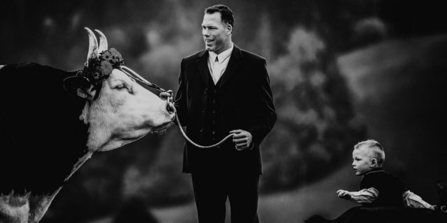 «Sicherheit geht vor», entschied Matthias Sempach. «Wenn ein Muni merkt, wie stark er ist, wird es gefährlich.» (Bild Rebecca Müller, BeccaPhotographie)