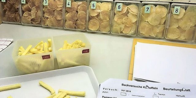 Frühreif, frittiert gut gefärbt und knusprig: So sähen die optimalen Frühkartoffeln für die Verarbeitung aus.