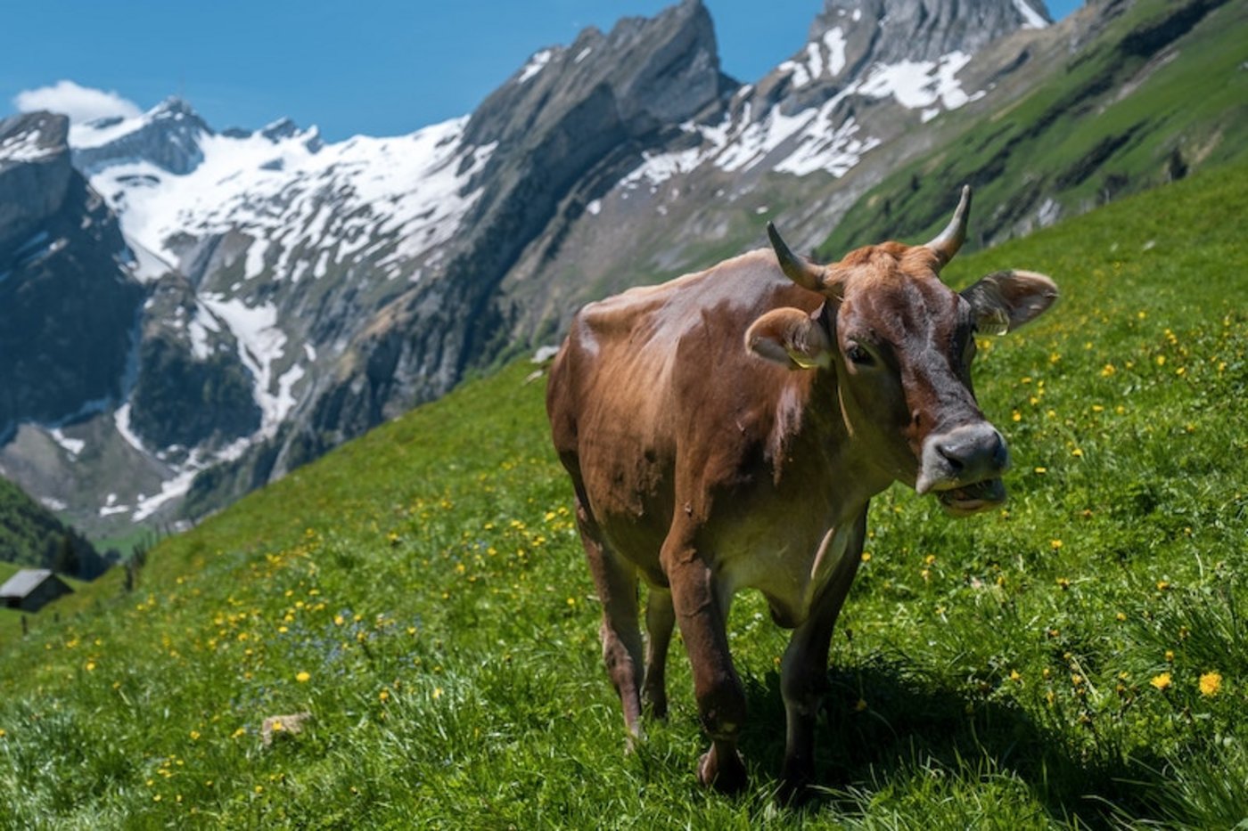 Beim wandern in den Bergen trifft man immer wieder auf frei herumlaufende Rinder. Gefährlich sind eher Herden, insbesondere mit Kälbern. (Bild Patrick Robert Doyle)