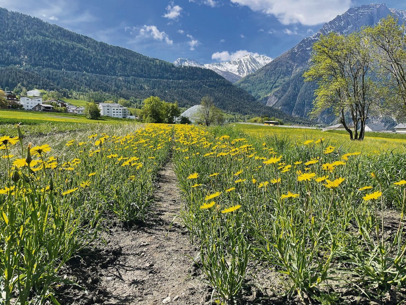 Auf diesem Feld gedeihen Wildblumen. 