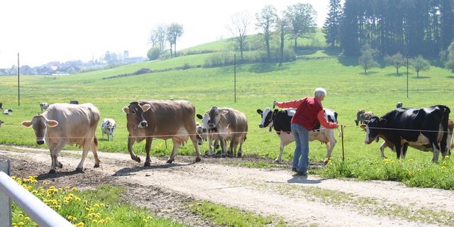Zukünftig sollen für «Swissmilk Green»-Produzenten Ausnahmen bei der Grundanforderung nach BTS und RAUS möglich sein. (Bild BauZ)