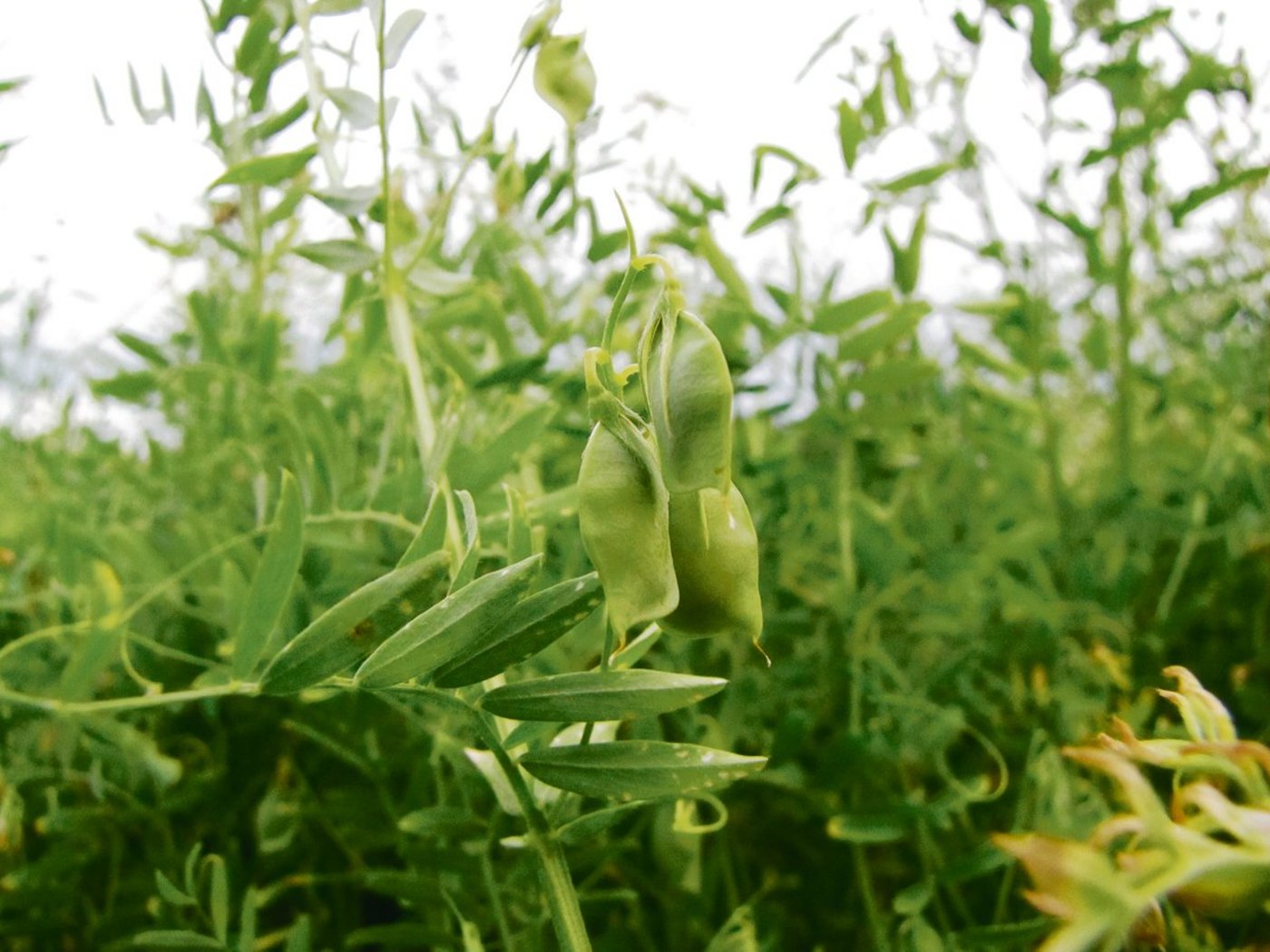 Kein anderes pflanzliches Lebensmittel enthält so viel Protein wie Hülsenfrüchte (im Bild Linsenpflanze). Als Fleischersatz sind sie vor allem bei Vegetariern und Veganern stark gefragt. (Bild Biofarm)