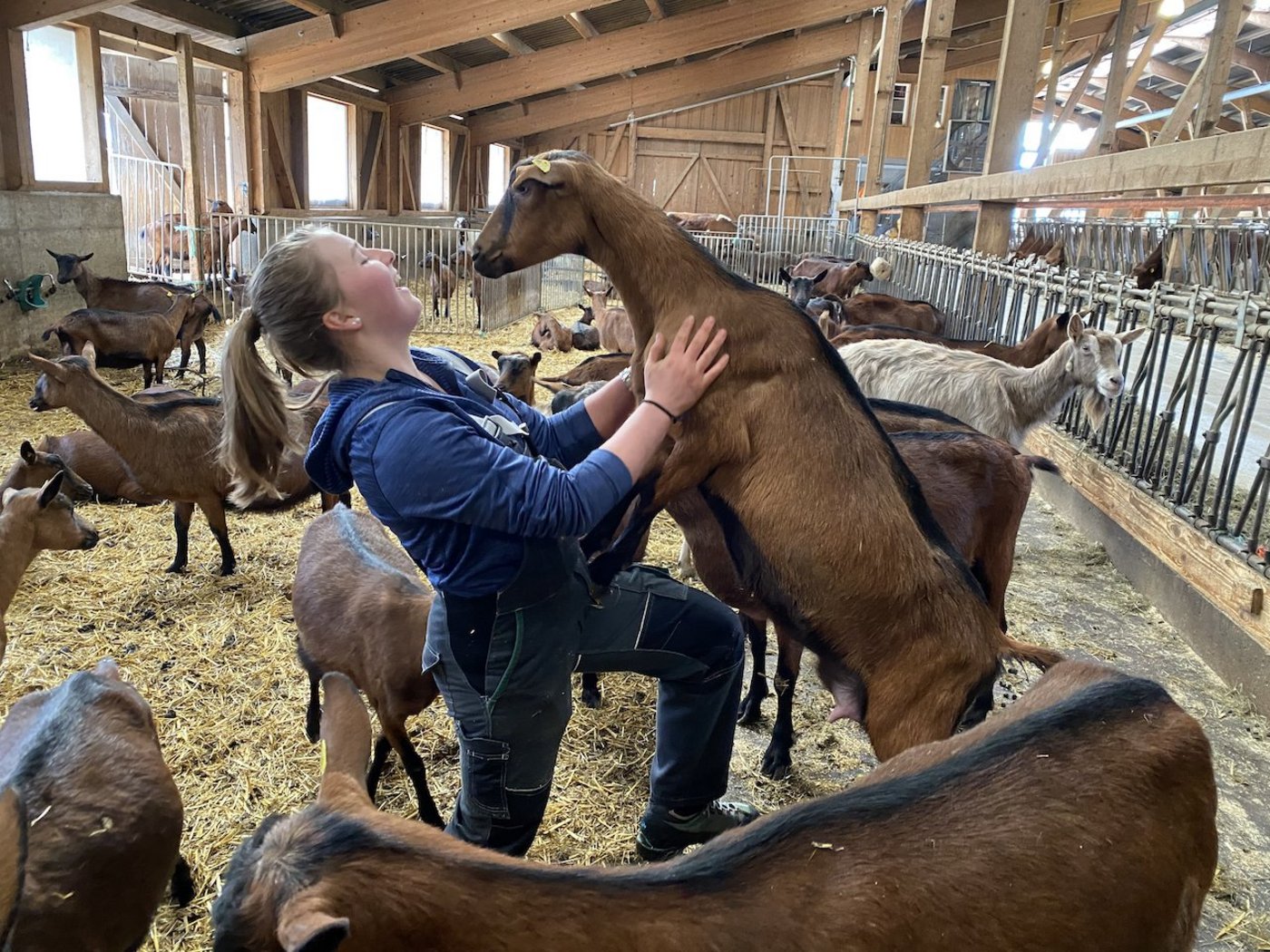 Die Zucht der gämsfarbenen Gebirgsziegen ist eine Art Familien-Hobby, sagt Deborah Beer. Ziegen sind neben Kühen ihre Lieblingstiere. (Bilder jsc)