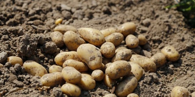 Die zarten Kartoffeln sind aus der Frühsommerküche kaum wegzudenken. (Bild ji)