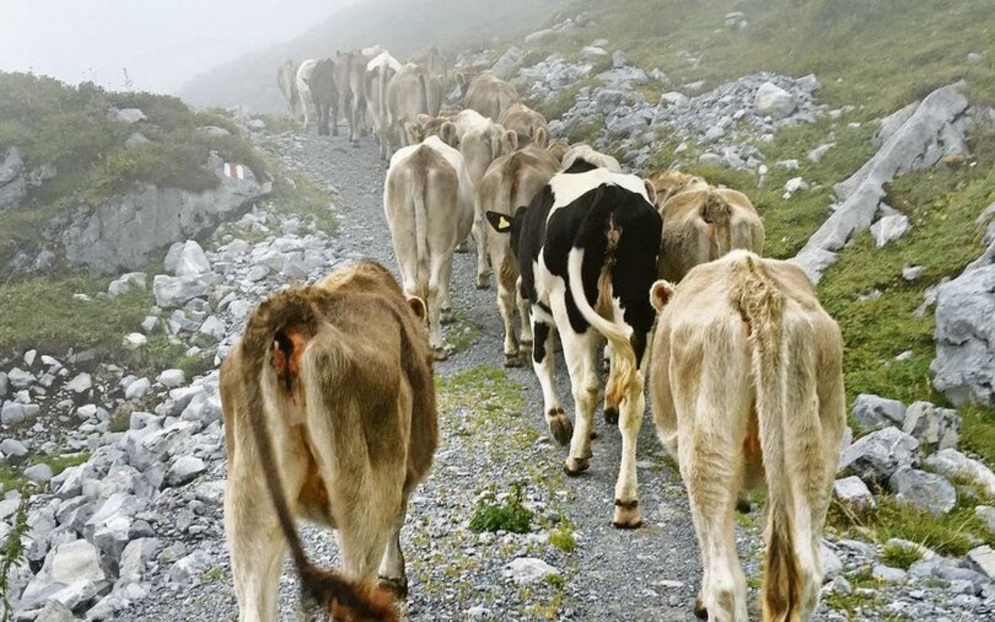 Neu gibt es einen Zuschlag für den Herdenschutz, der für Schafe, Ziegen und bis 1-jähriges Rindvieh gilt. 