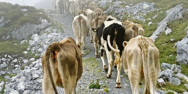 Neu gibt es einen Zuschlag für den Herdenschutz, der für Schafe, Ziegen und bis 1-jähriges Rindvieh gilt. 