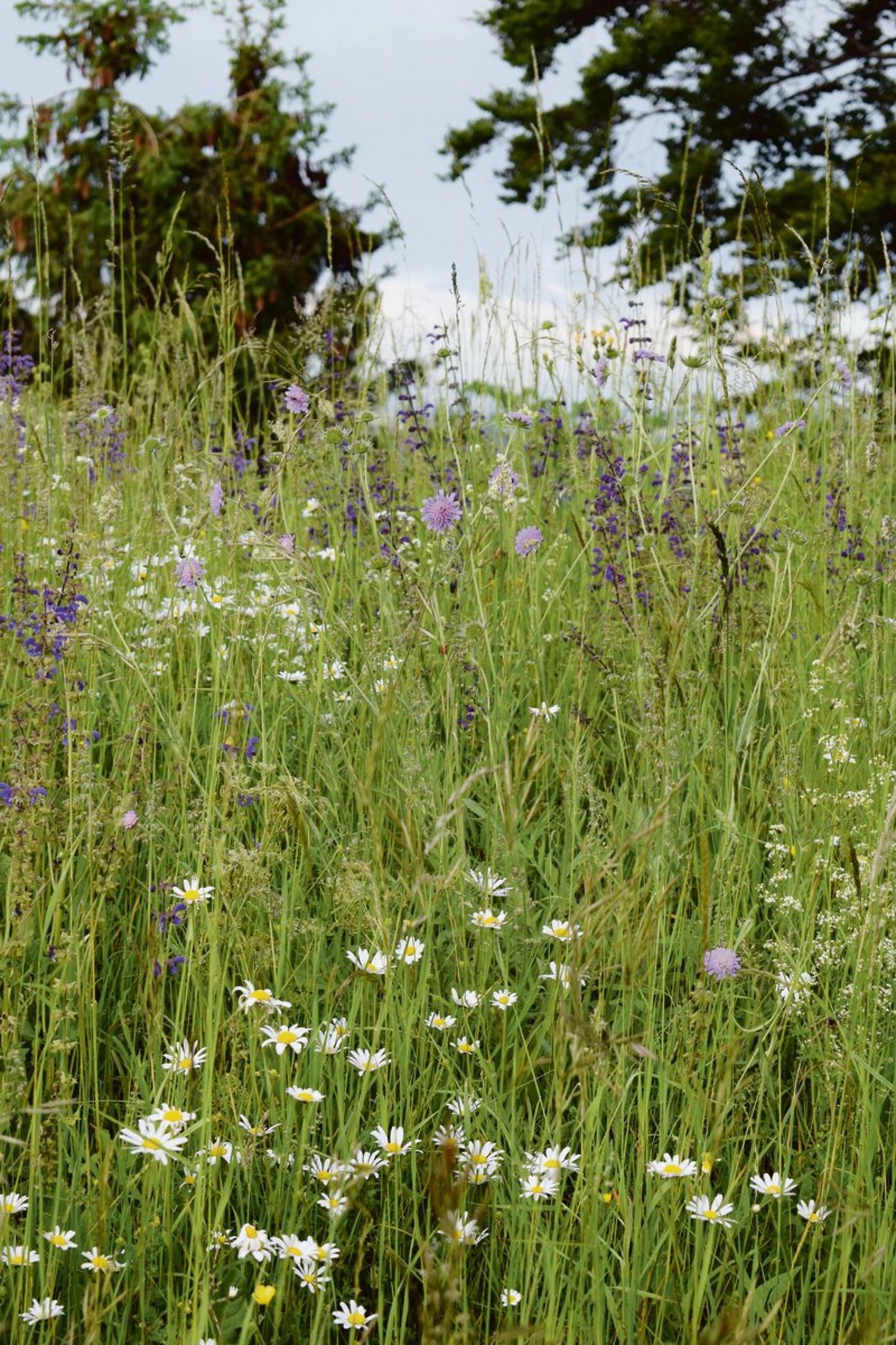 Wiesen sind wertvolle Standorte. Die Wiesenmeisterschaft würdigt sie und vor allem auch die Arbeit der landwirtschaftlichen Bevölkerung für diese Wiesen. (Bild zVg)