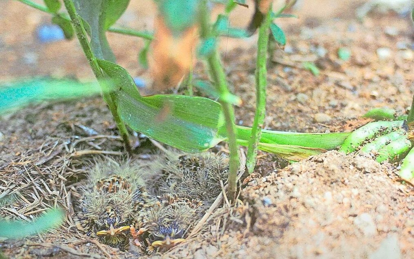 In der Untersaat finden Feldlerchen Nahrung und eine Gelegenheit zum Nisten.