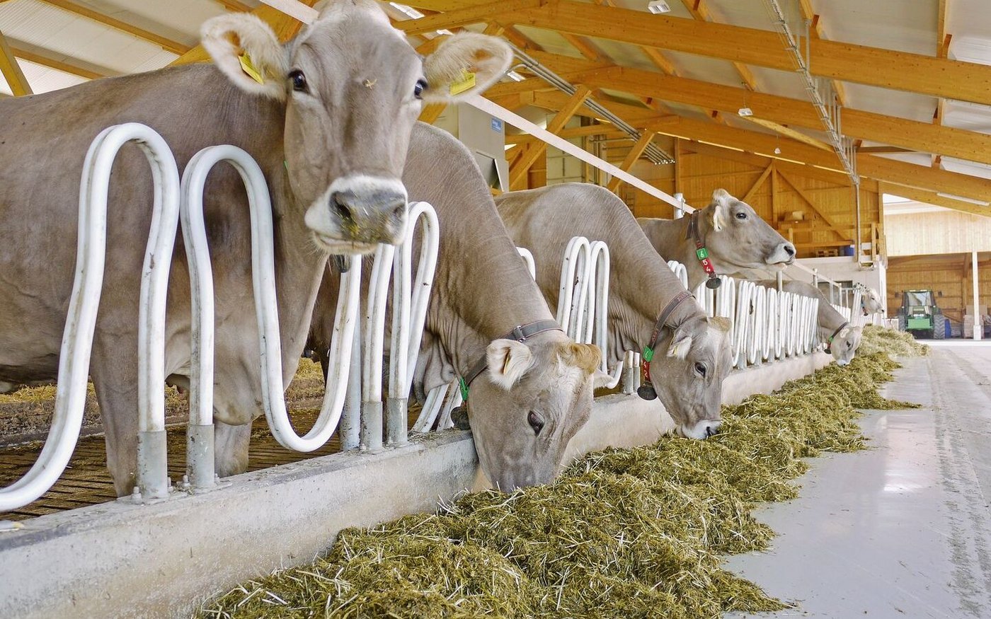 Fruchtbarkeit ist eine Managementsache. Häufig hinke diese dem gestiegenen Leistungspotenzial der Kühe hinterher.