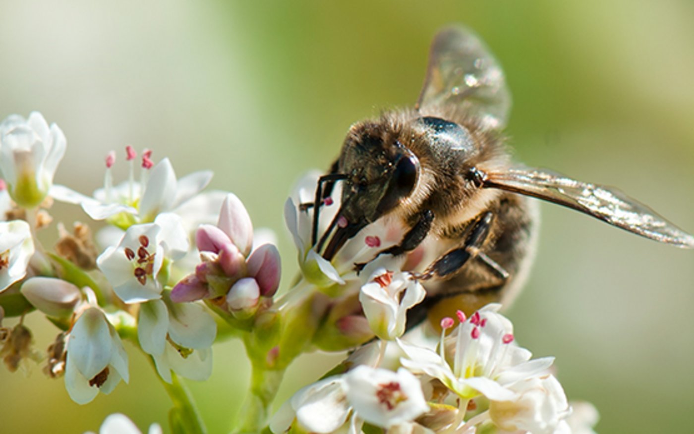 Wildbienen leisten laut Agroscope in etwa  gleich viel wie Honigbienen, wenn es um die Bestäubung landwirtschaftlicher Kulturen geht. (Bild Agroscope)