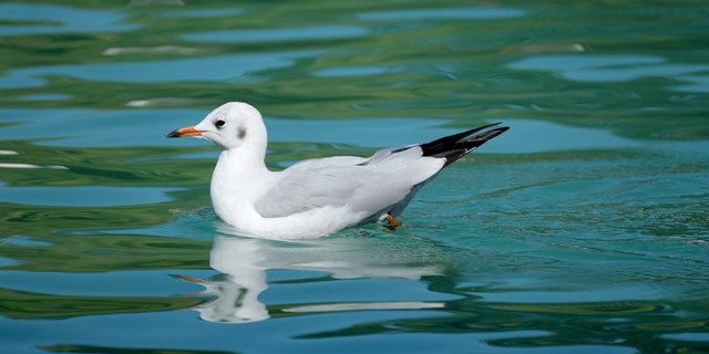 Das Vogelgrippe-Virus ist bei einer Möwe in Schaffhausen nachgewiesen worden. (Bild Pixabay)